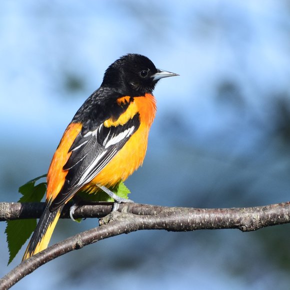 Meet your Posher, Sayde - Picture 3 of 4